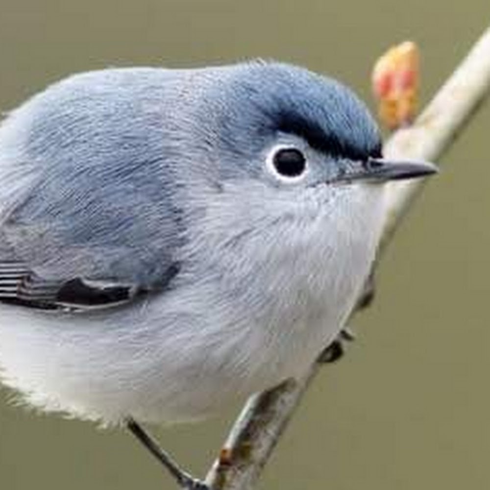 Meet your Posher, Jayna